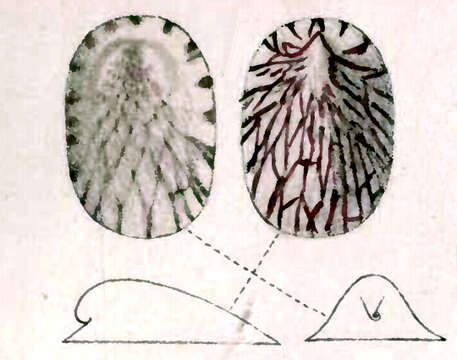 Image of Broderipia subiridescens Pilsbry 1890