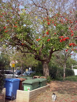 Image of Lake Latumba Erythrina