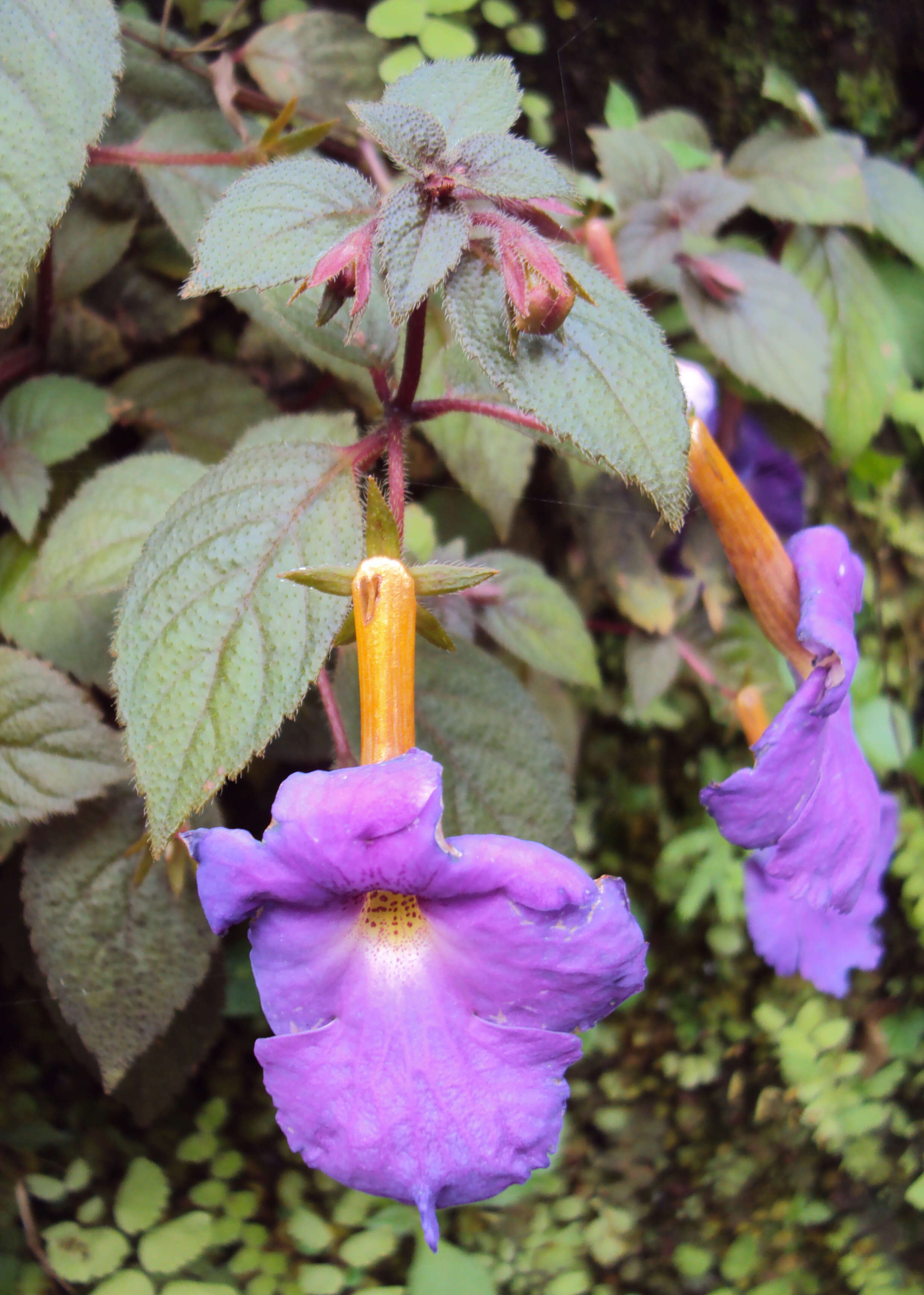 Image of Achimenes longiflora DC.