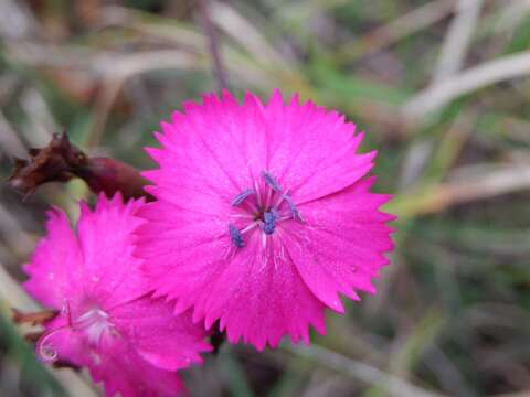 Image de Dianthus balbisii Ser.