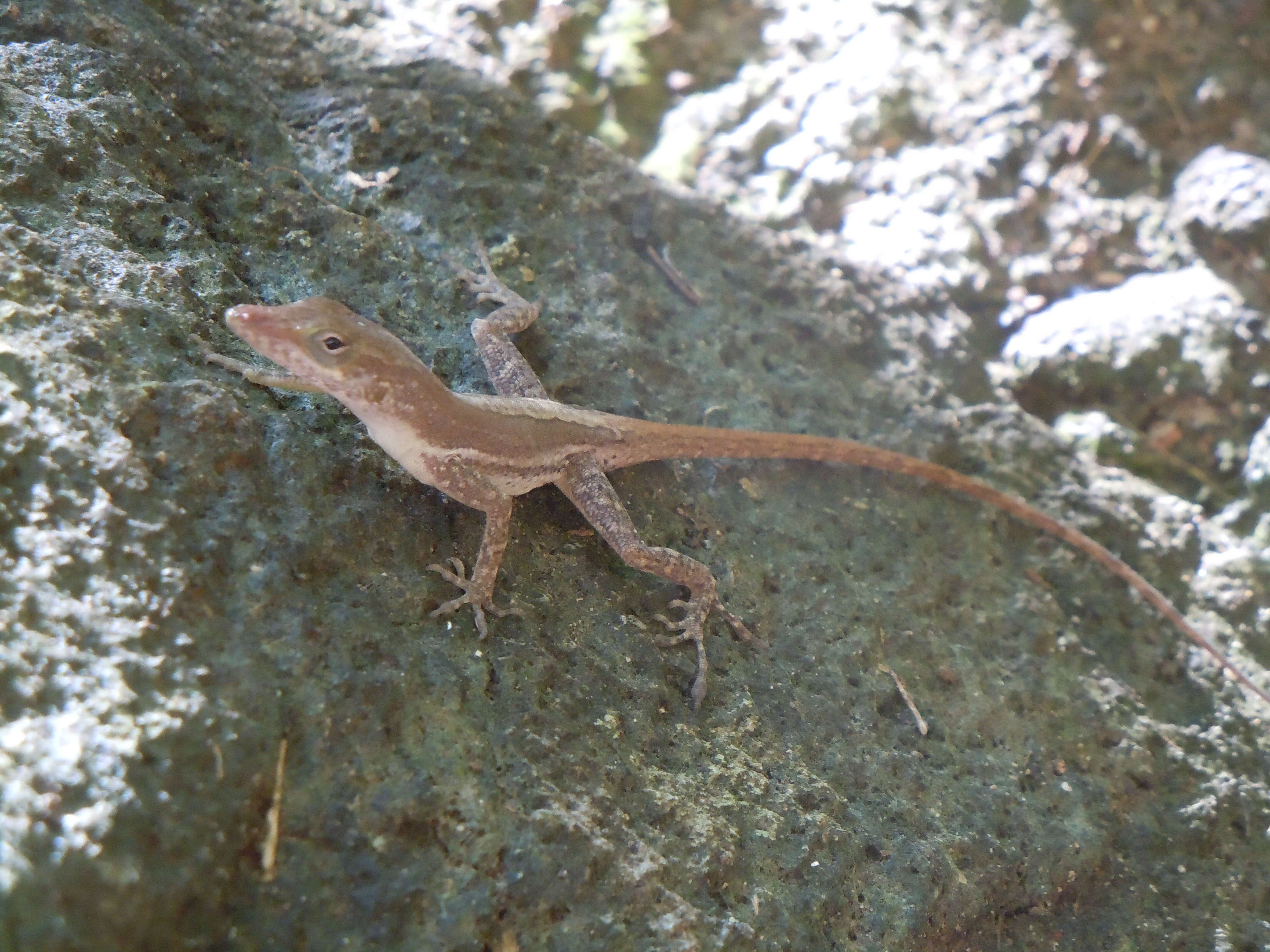 Image of Les Saines Anole