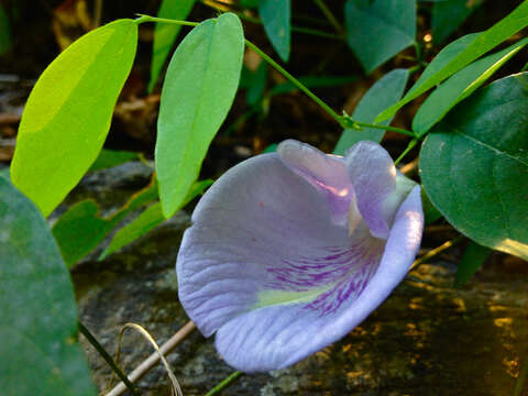 Clitoria mariana L. resmi