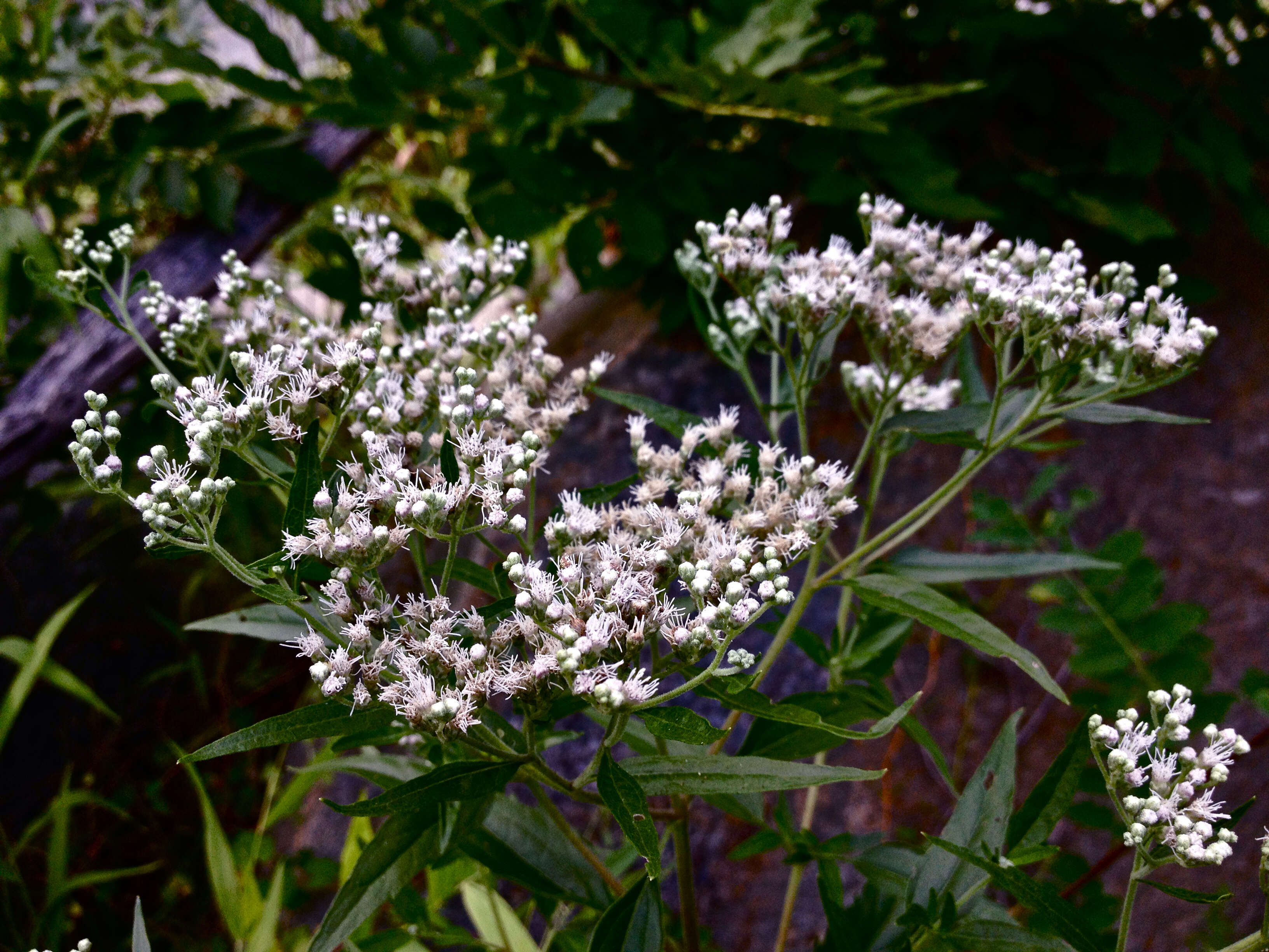 Image of lateflowering thoroughwort