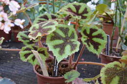 Image of Begonia masoniana Irmsch. ex Ziesenh.