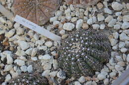 Image of <i>Gymnocalycium quehlianum</i>