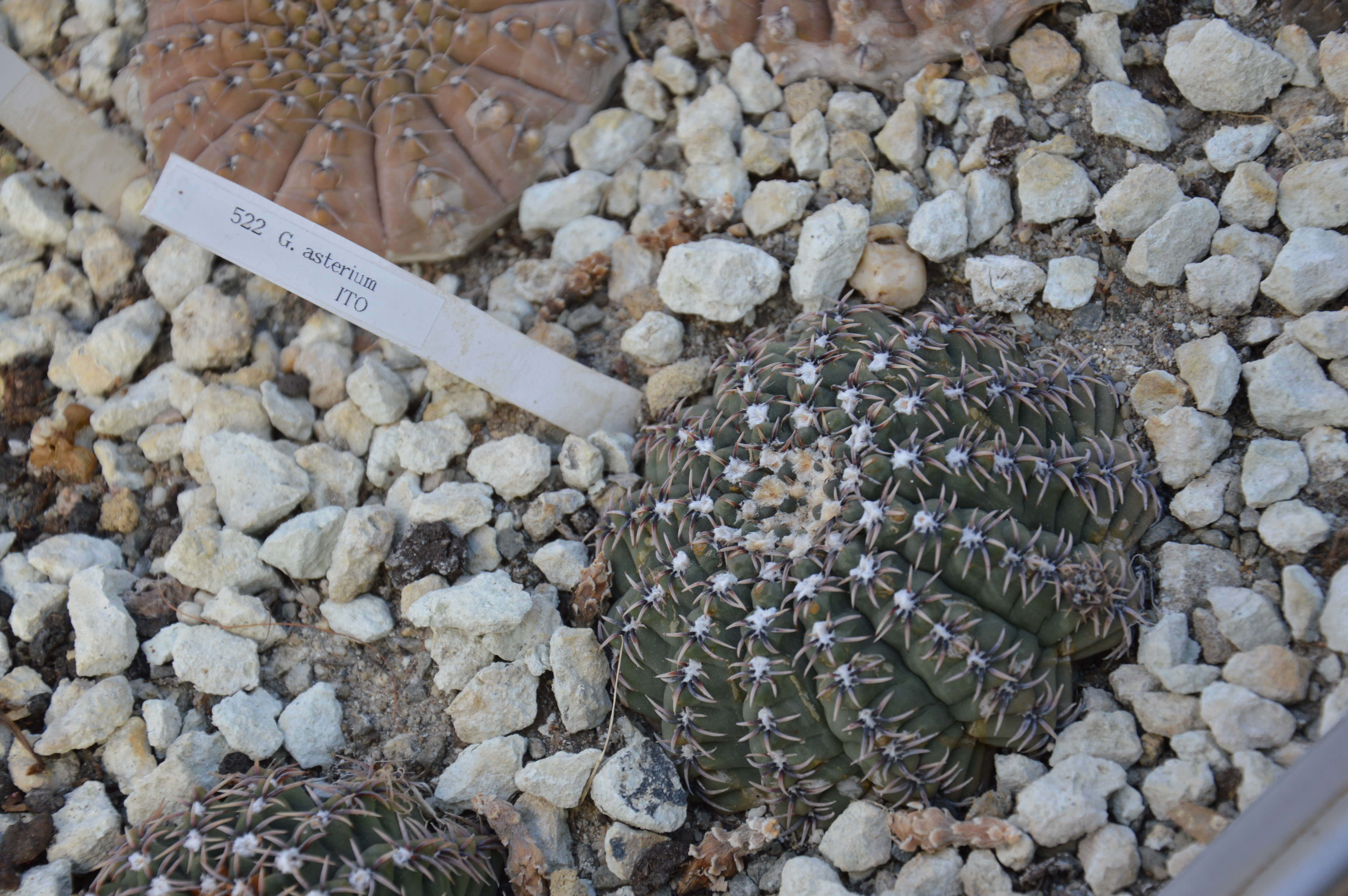 Imagem de <i>Gymnocalycium quehlianum</i>