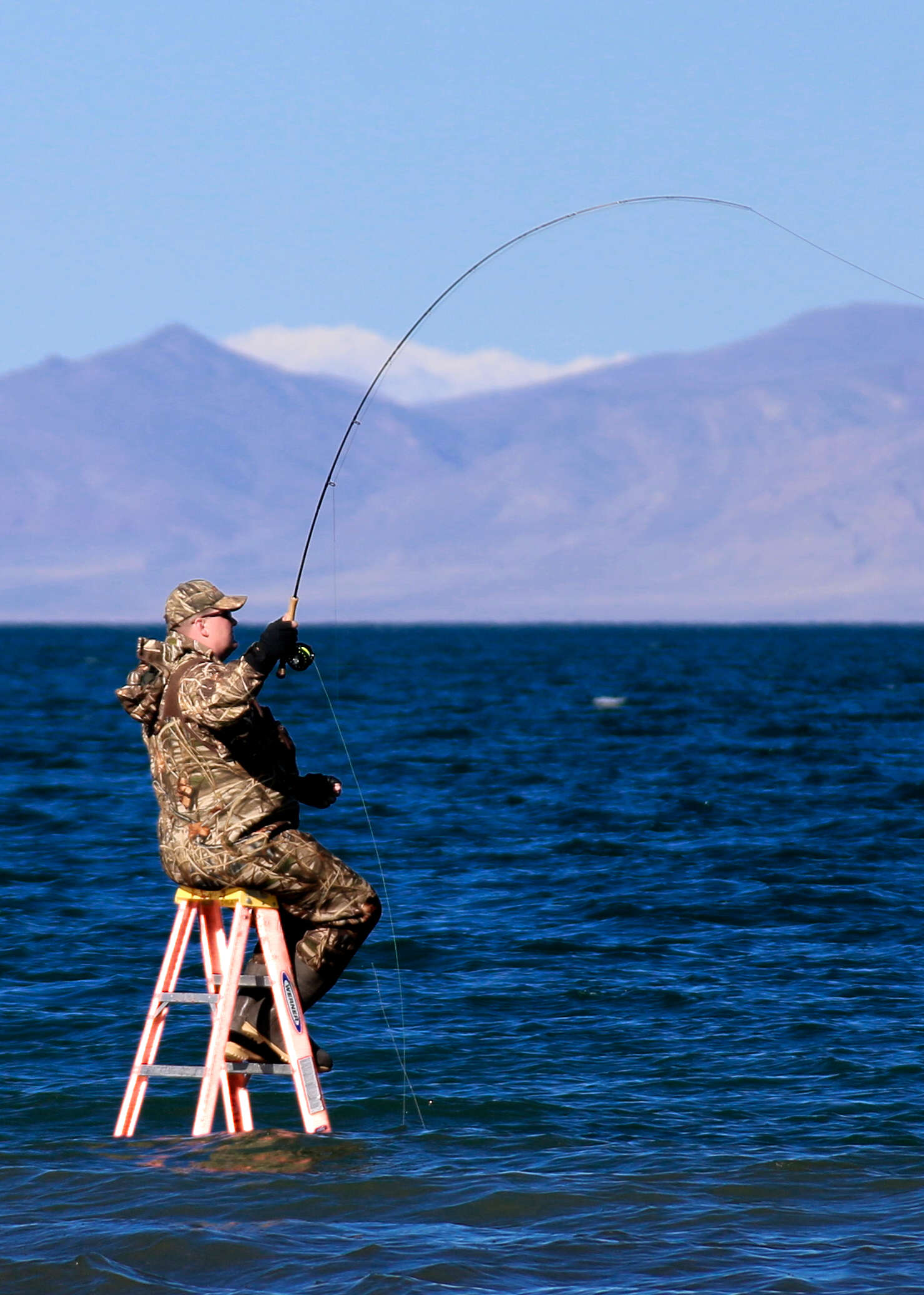 Image of Oncorhynchus clarki henshawi