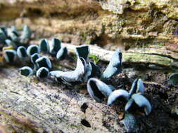 Image of Chlorociboria