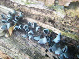 Image of Chlorociboria