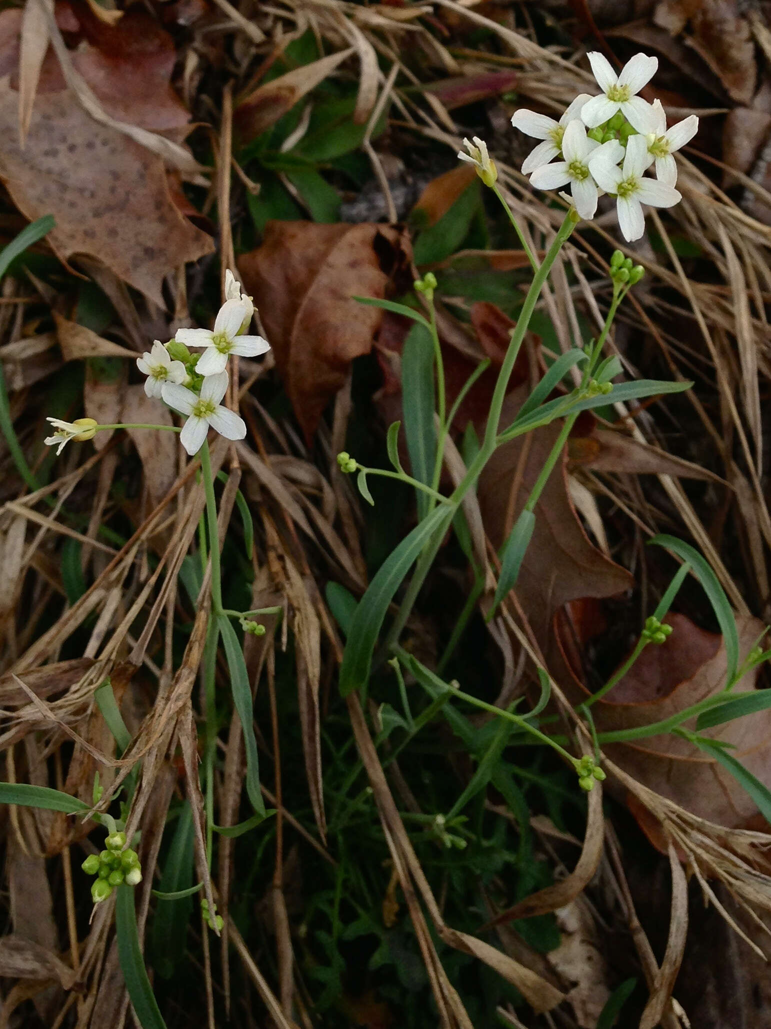 Sivun Arabidopsis lyrata (L.) O'Kane & Al-Shehbaz kuva