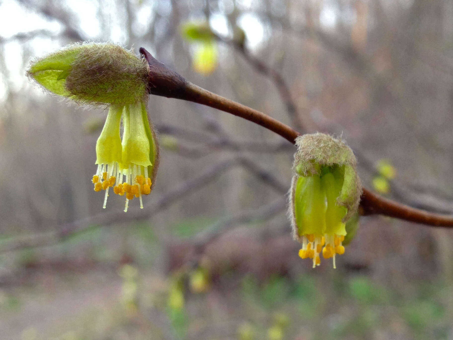 Sivun Dirca palustris L. kuva