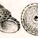 Image of Eurytrochus concinnus (Pilsbry 1889)