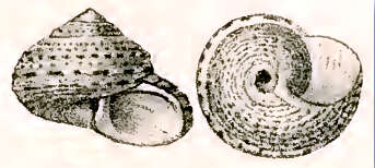 Image of Eurytrochus concinnus (Pilsbry 1889)