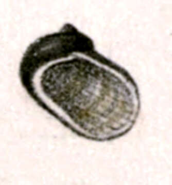 Imagem de Synaptocochlea Pilsbry 1890