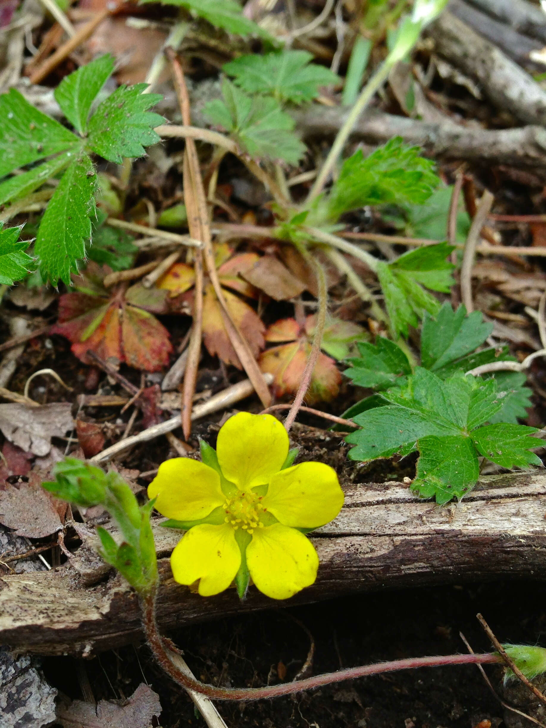 Image of dwarf cinquefoil