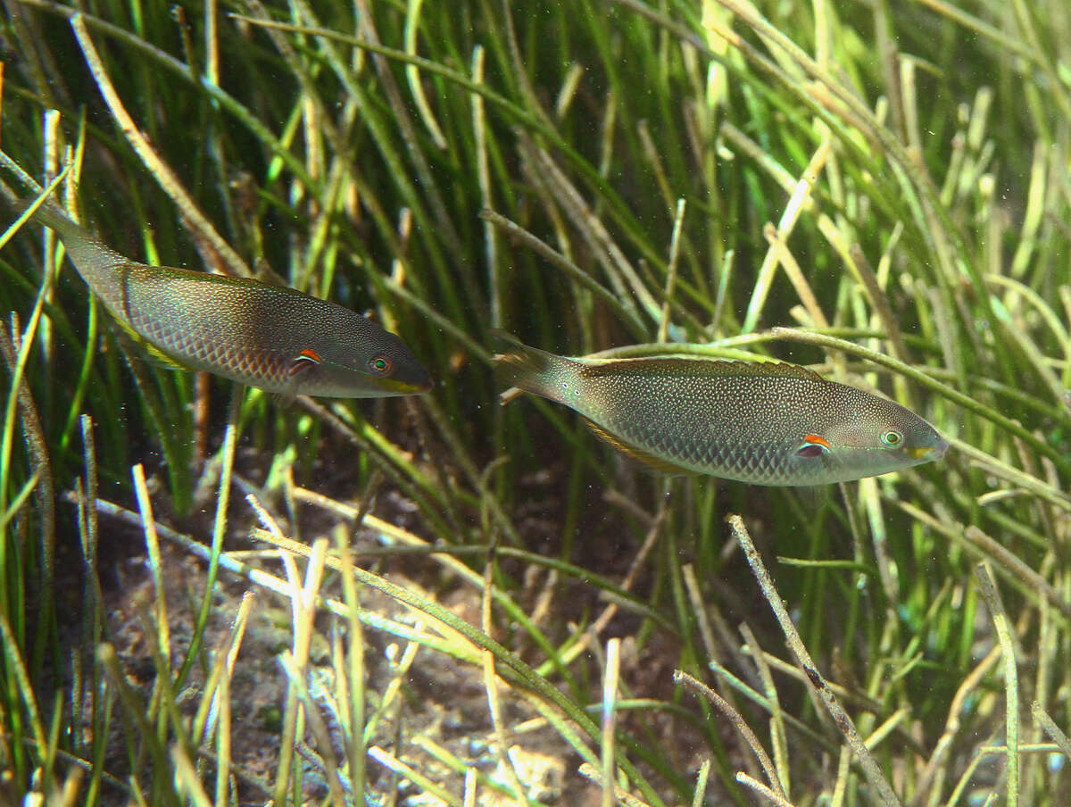 Image of Blue-lined wrasse