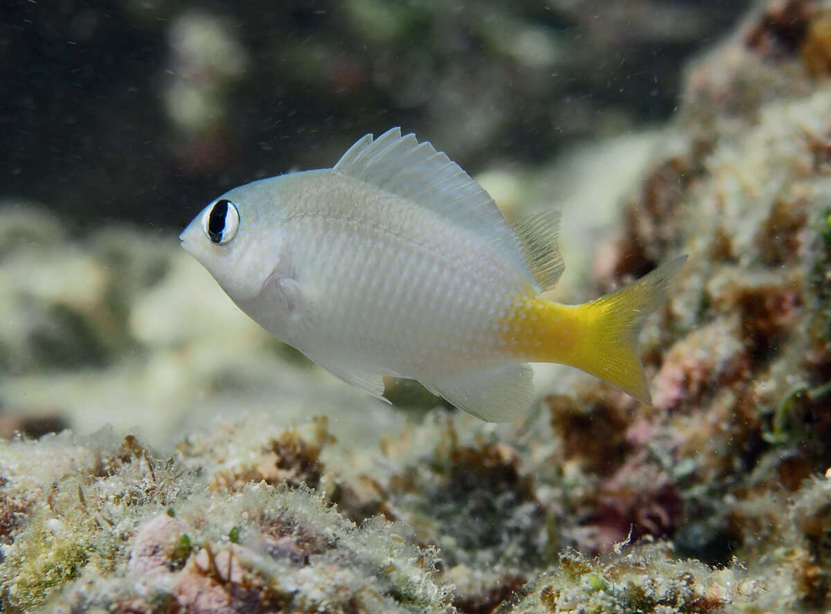 Image of Bright-eye damsel