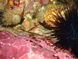 Image of Spiny Sea Urchin