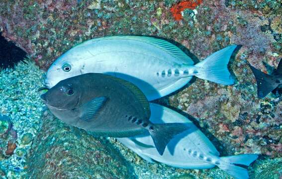 Image of Sawtail surgeonfish