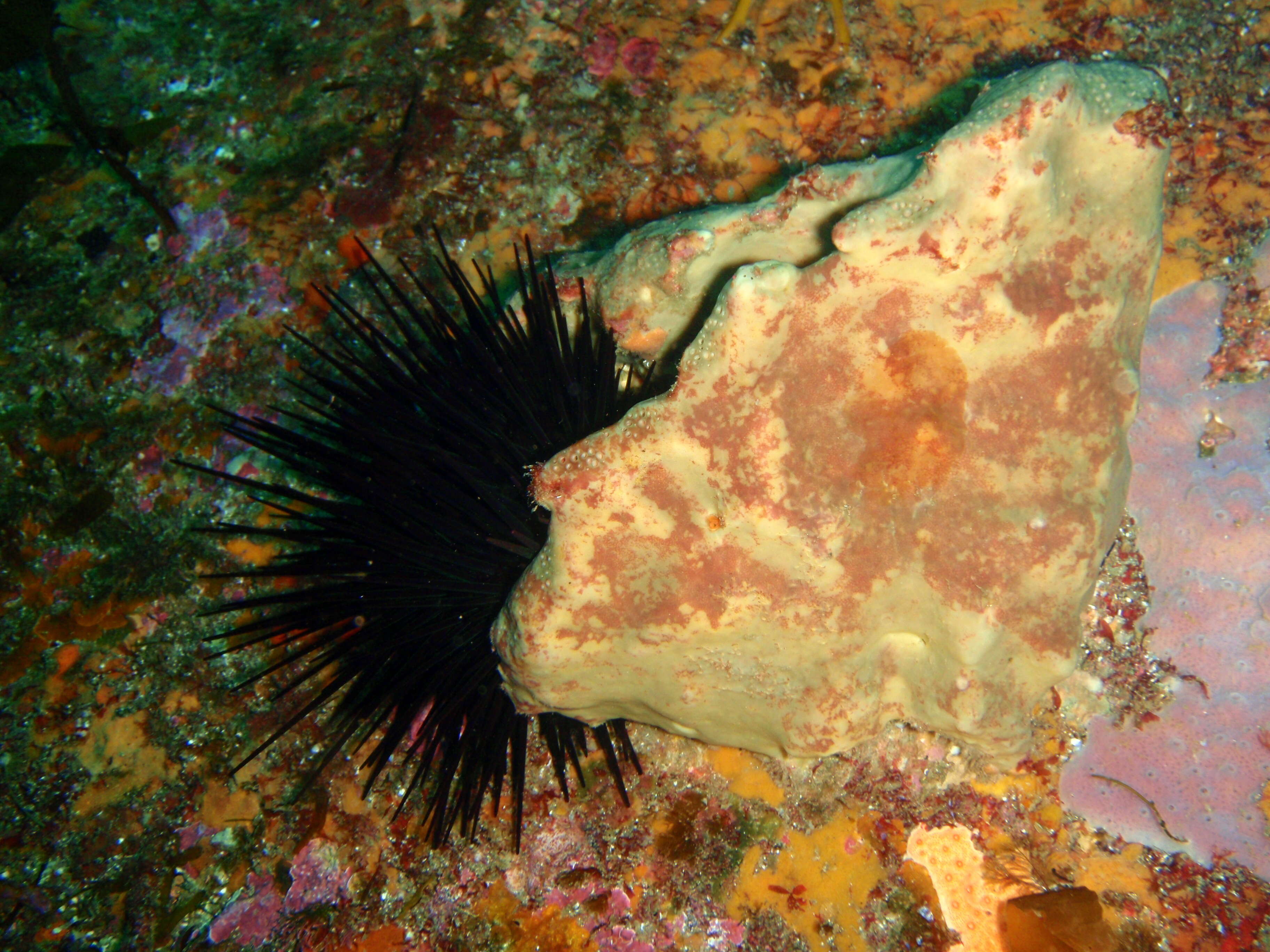 Image of Spiny Sea Urchin