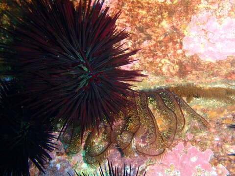 Image of Spiny Sea Urchin