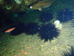 Image of Spiny Sea Urchin