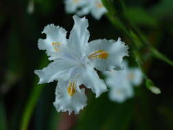 Plancia ëd Iris confusa Sealy