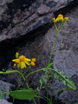 Image of balsam groundsel