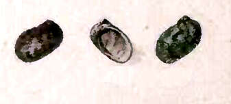 Image of Synaptocochlea pulchella (A. Adams 1850)
