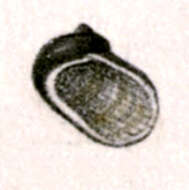 Image of Synaptocochlea caliginosa (H. Adams & A. Adams 1864)