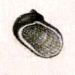 Image of Synaptocochlea caliginosa (H. Adams & A. Adams 1864)