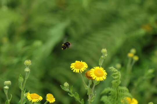 Image of common fleabane