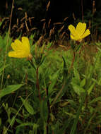 Imagem de Oenothera fruticosa L.