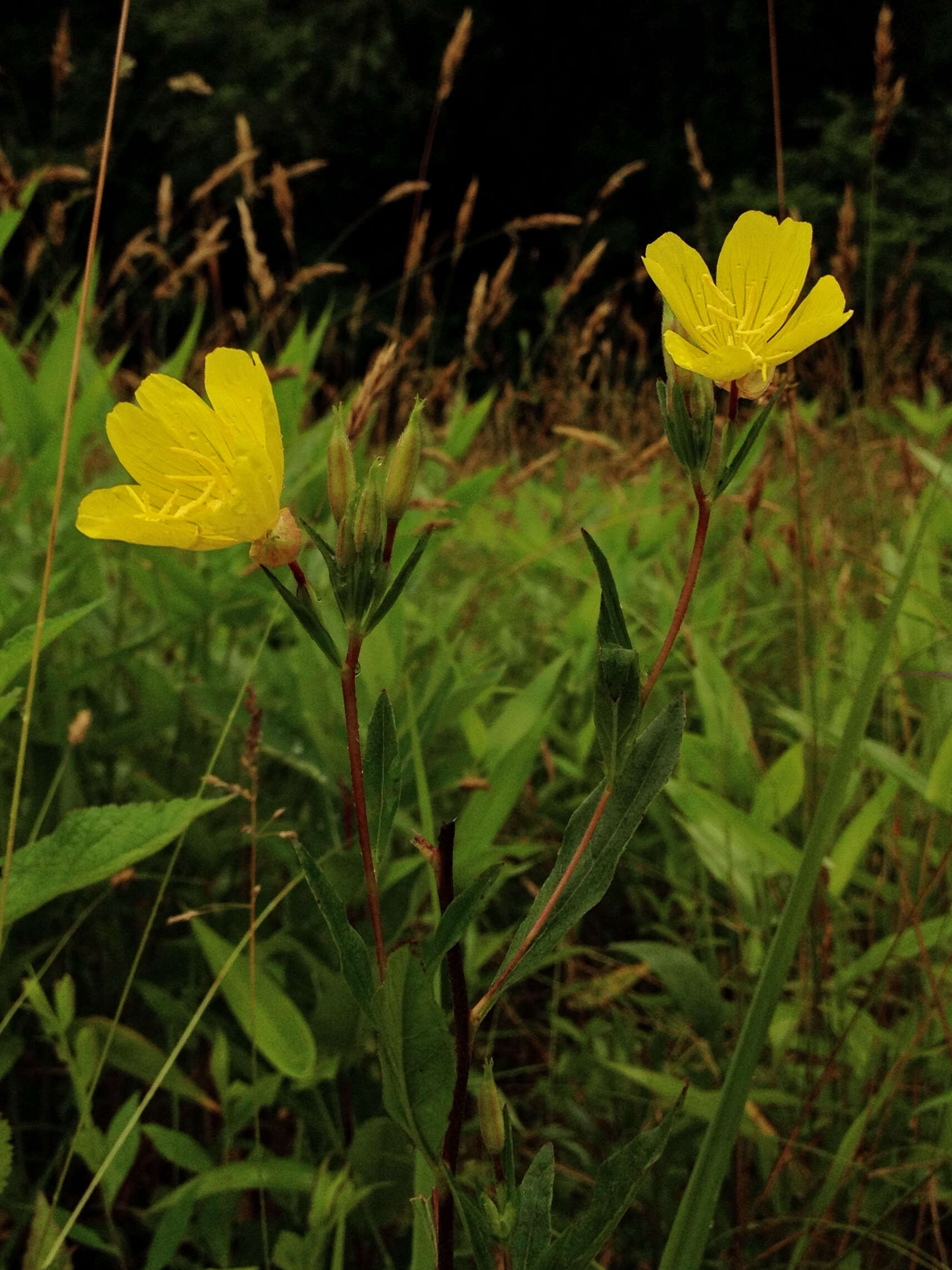 Imagem de Oenothera fruticosa L.