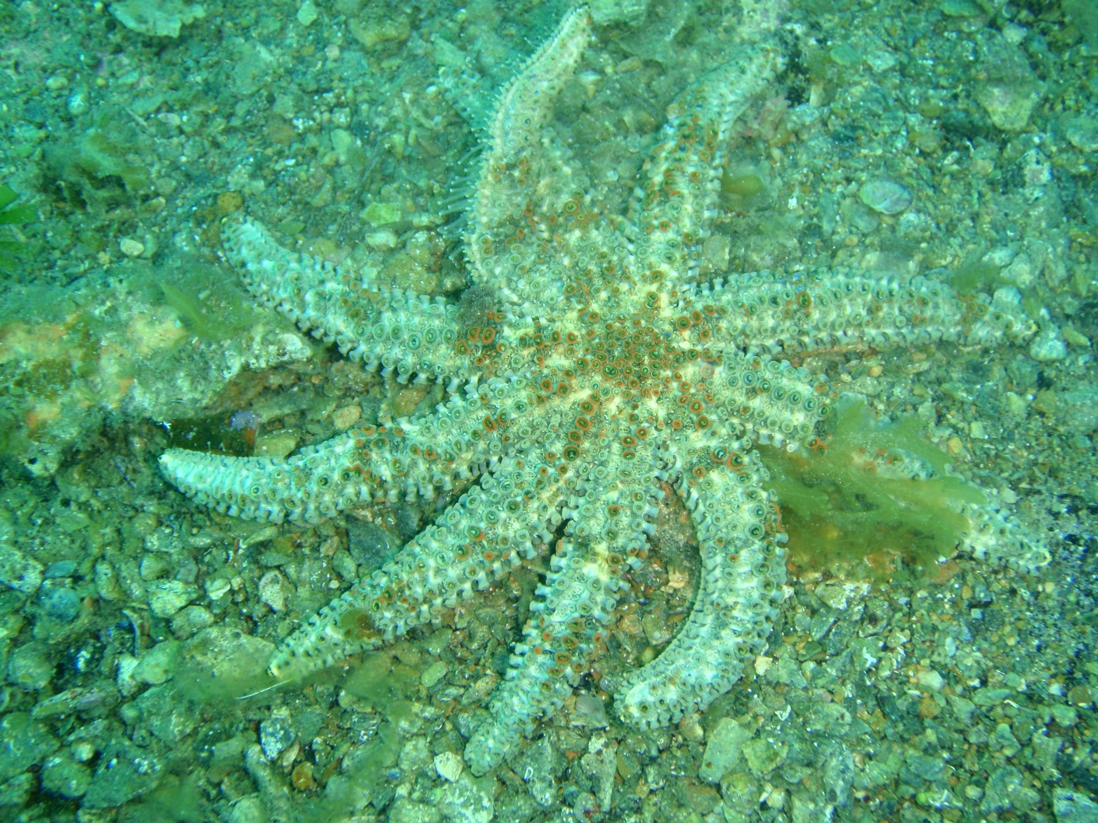 Image de Coscinasterias muricata Verrill 1867