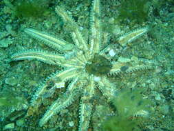 Image de Coscinasterias muricata Verrill 1867