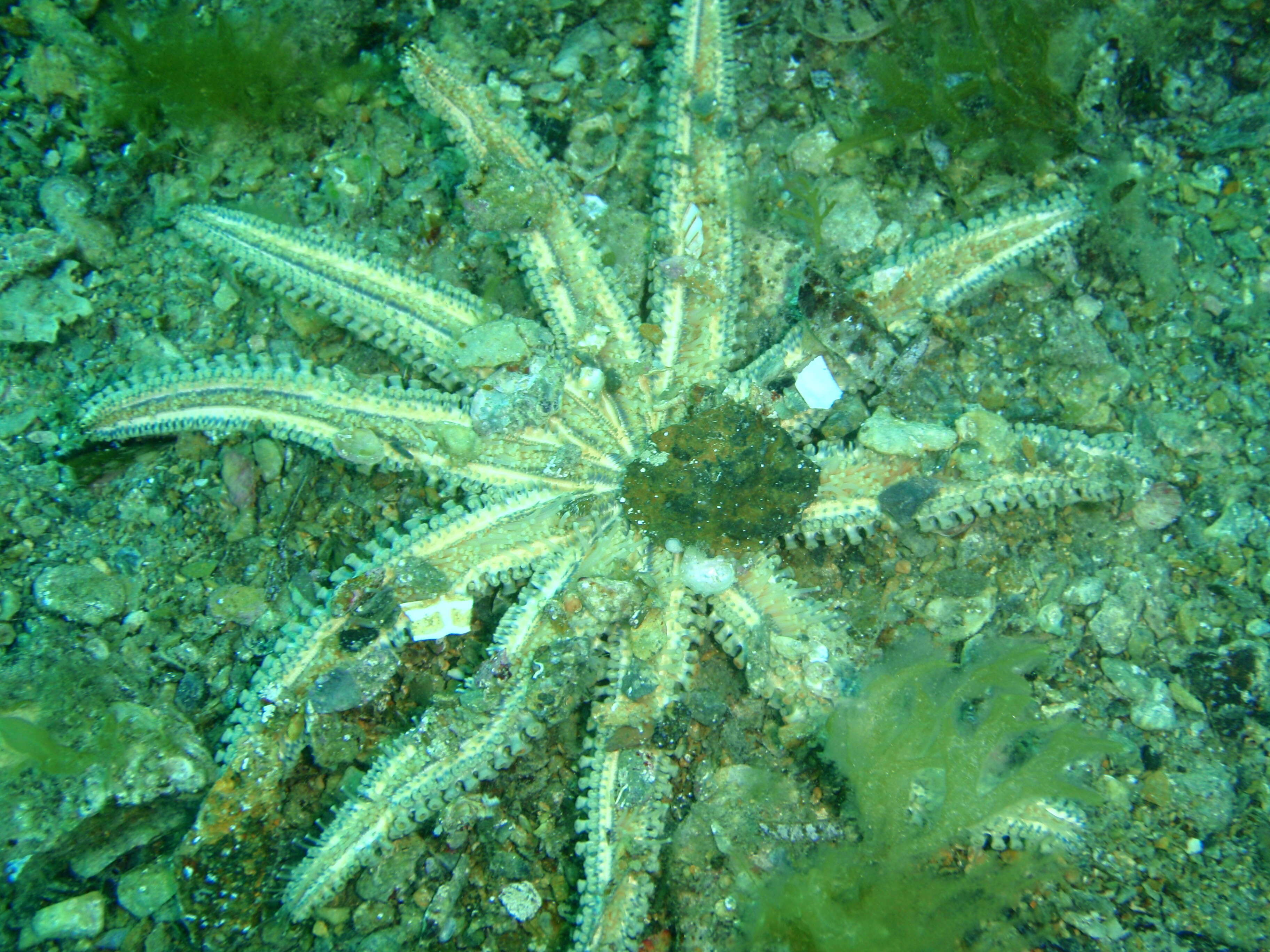 Image de Coscinasterias muricata Verrill 1867