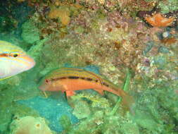 Image of Black-striped goatfish