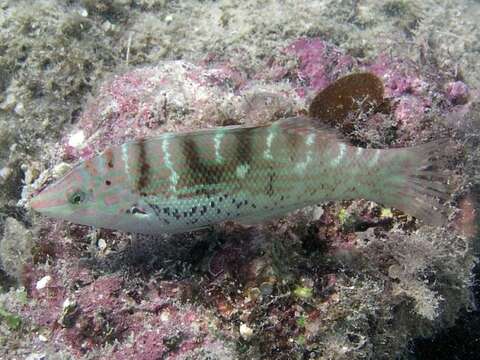 Слика од Coris batuensis (Bleeker 1856)