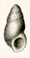 Image of Botelloides chrysalidus (Chapman & Gabriel 1914)