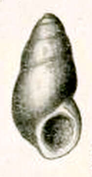 Sivun Botelloides chrysalidus (Chapman & Gabriel 1914) kuva