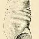 Sivun Botelloides glomerosus (Hedley 1907) kuva