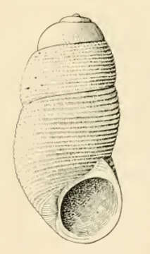 Image of Botelloides glomerosus (Hedley 1907)