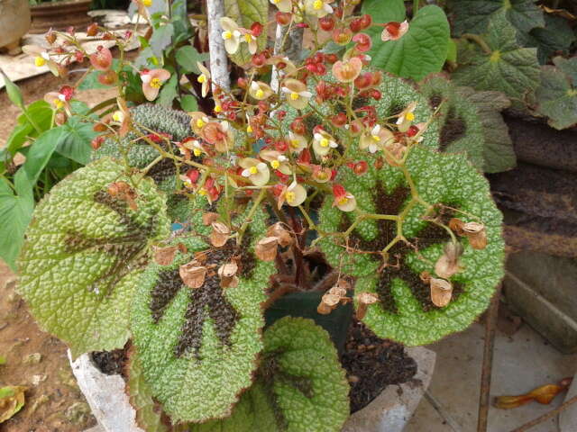 Image of Begonia masoniana Irmsch. ex Ziesenh.