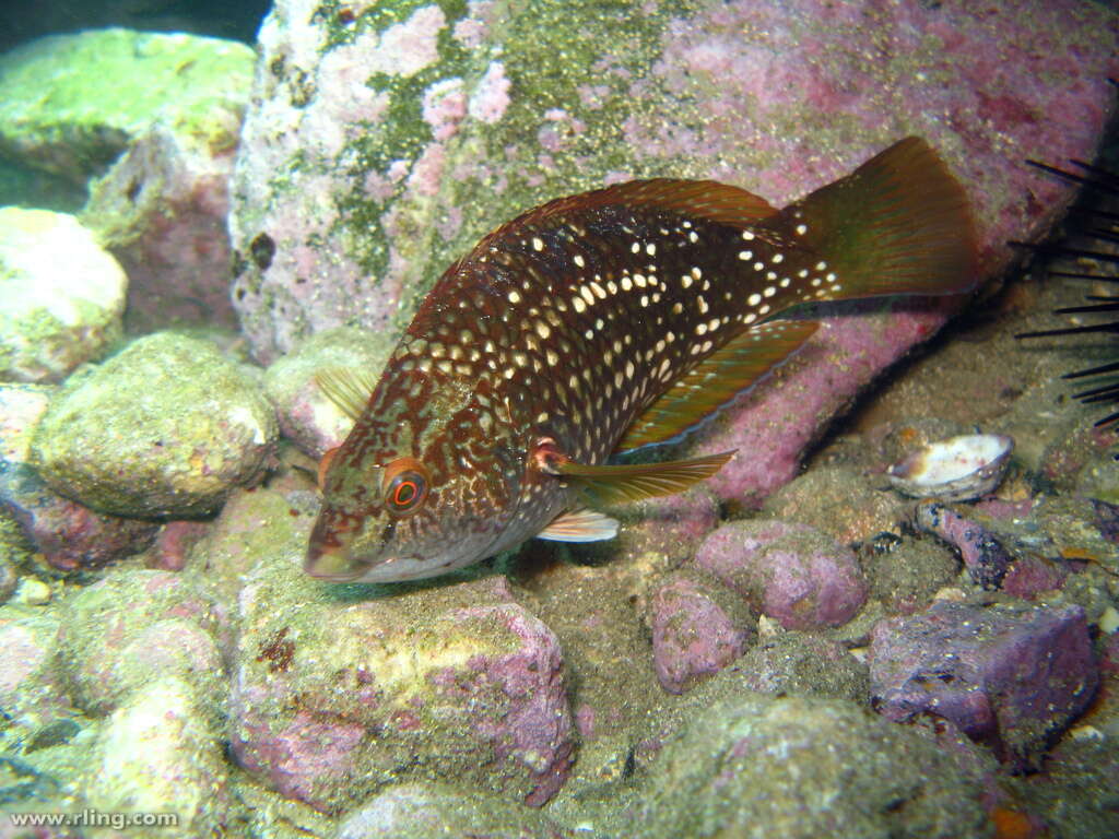 Image of Crimson banded wrasse