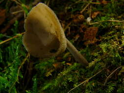 Imagem de Helvella macropus (Pers.) P. Karst. 1871