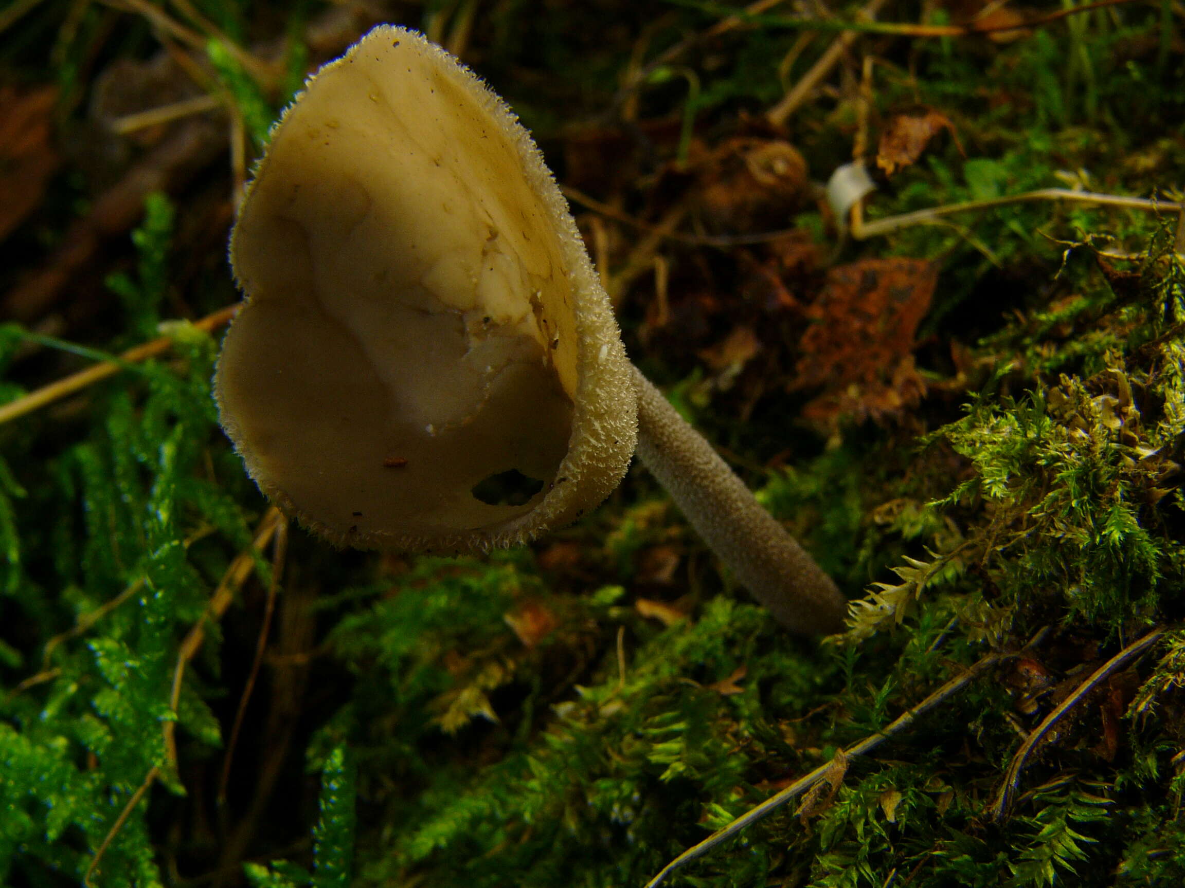 Imagem de Helvella macropus (Pers.) P. Karst. 1871