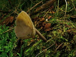 Imagem de Helvella macropus (Pers.) P. Karst. 1871