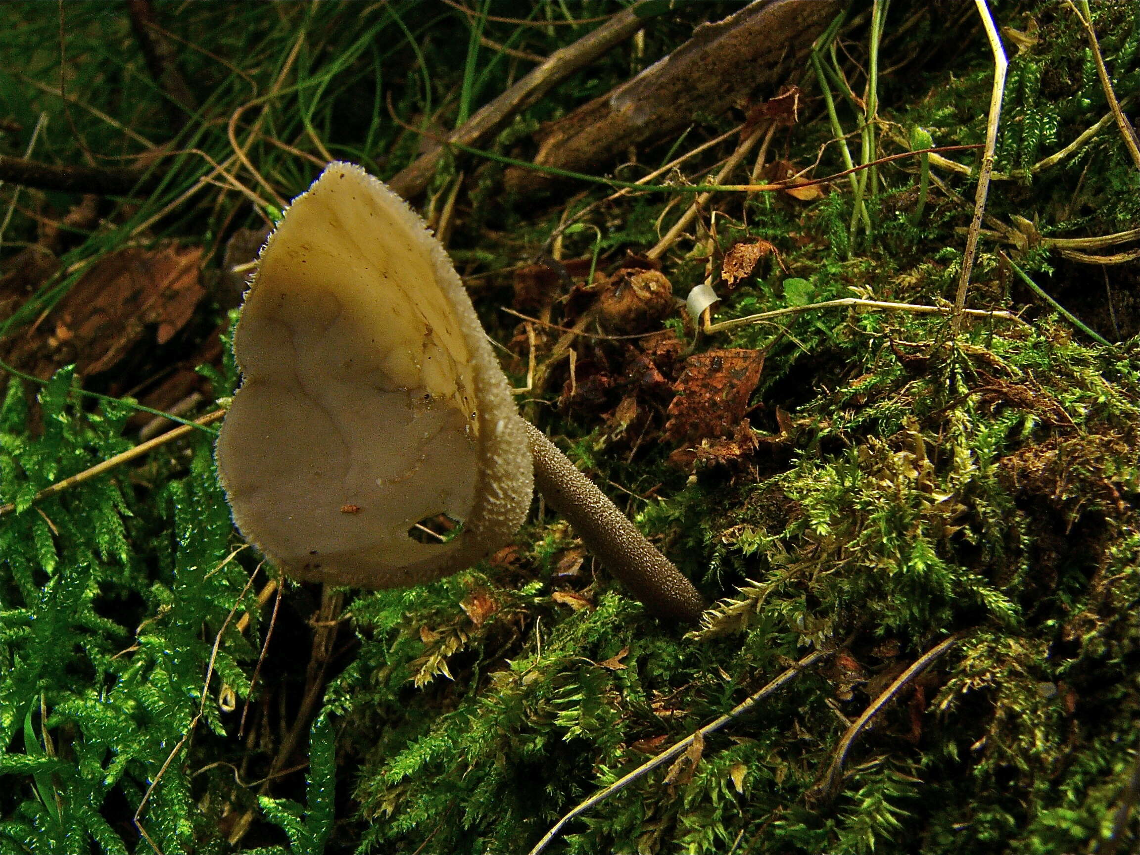 Imagem de Helvella macropus (Pers.) P. Karst. 1871