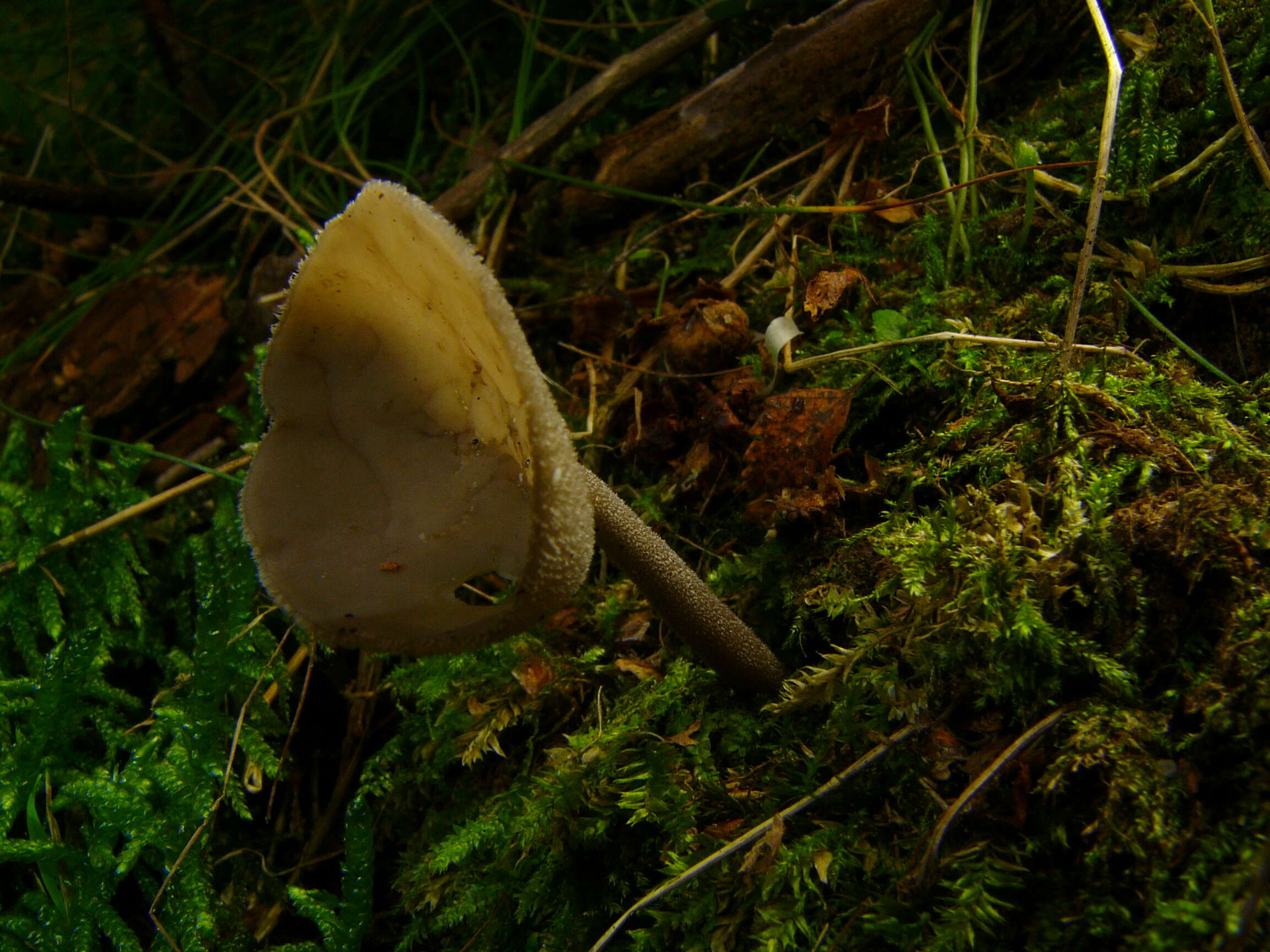 Imagem de Helvella macropus (Pers.) P. Karst. 1871